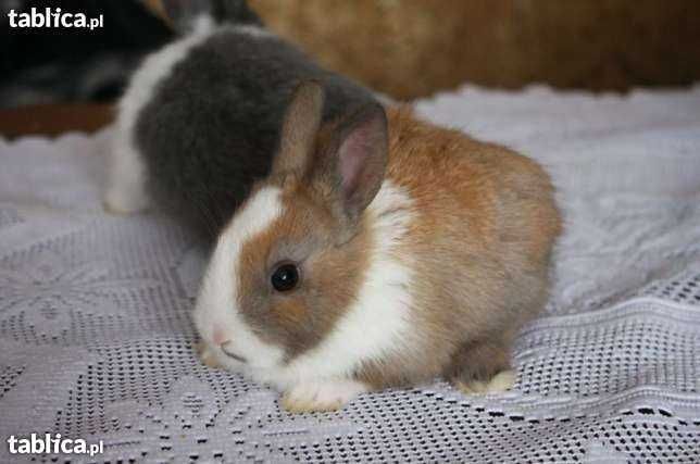 karzełek Teddy, niderlandzki Hodowla miniaturki królik miniaturka