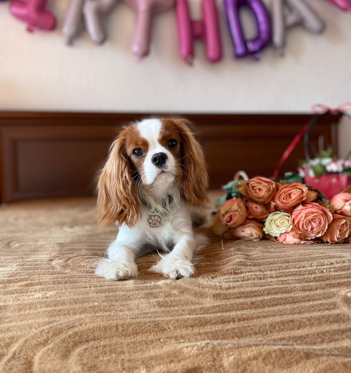 Reproduktor Cavalier King Charles Spaniel