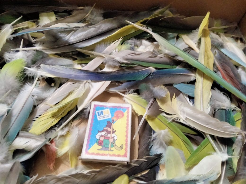 Продам перья попугаев.