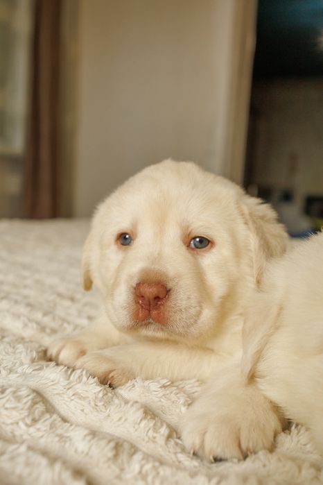 Лабрадор -ретривер _ чистокровні цуценята шукають дім
Ось приклад