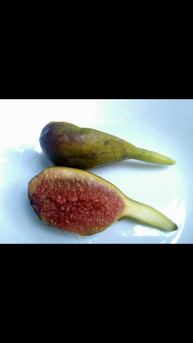 Інжир Поморійський 6 , Брунсвік / Саженці  /Инжир Поморийский6