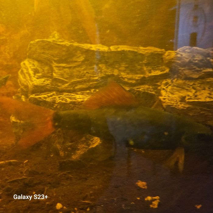 Ryba lobeo/ grubowarg