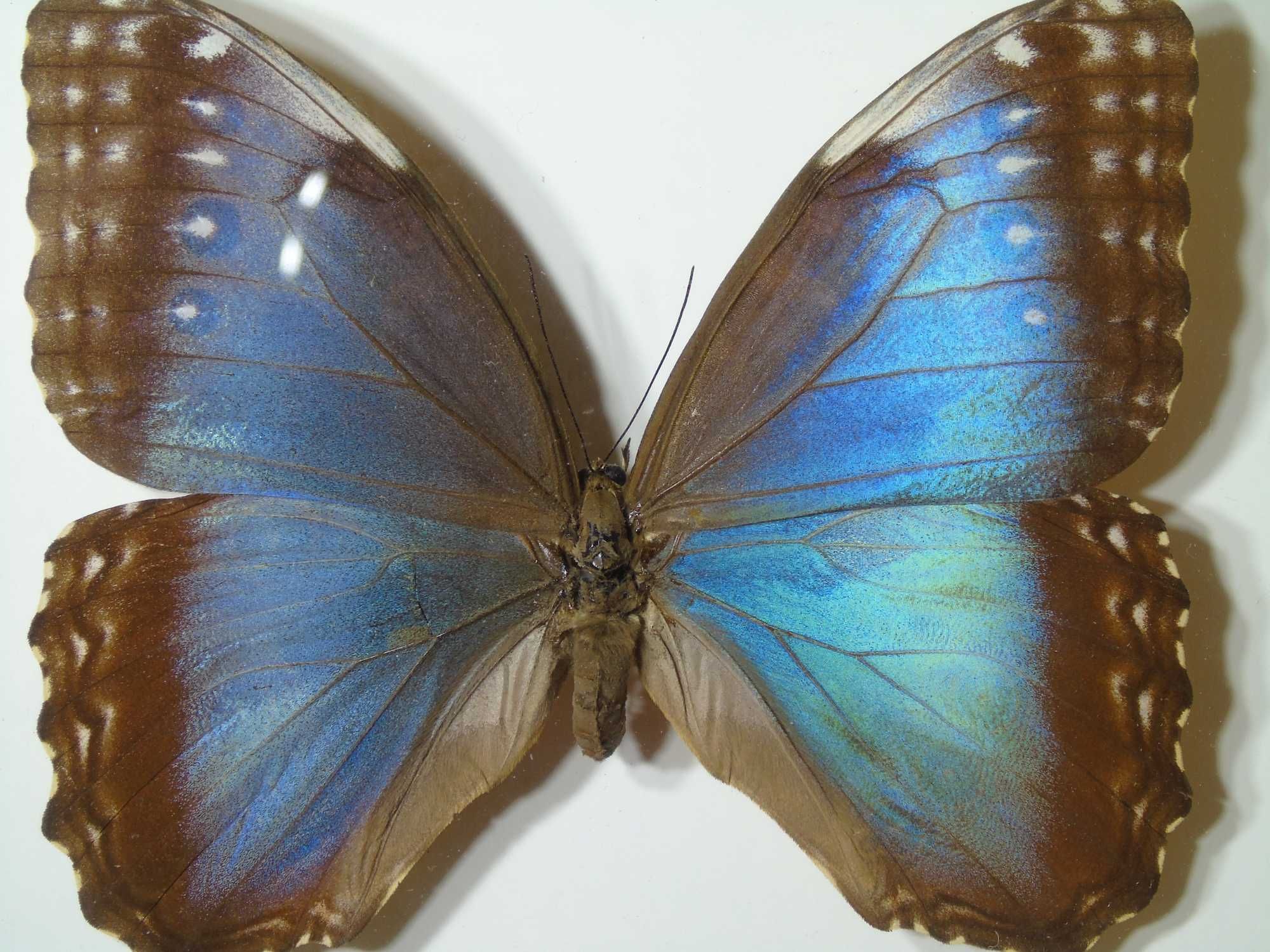 Motyl w ramce / gablotce 22x17cm . Morpho peleides 115 mm . XXXL