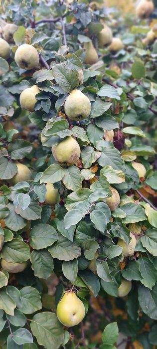 Pigwa ekologiczna, jabłkowa i olbrzymia, bez chemii