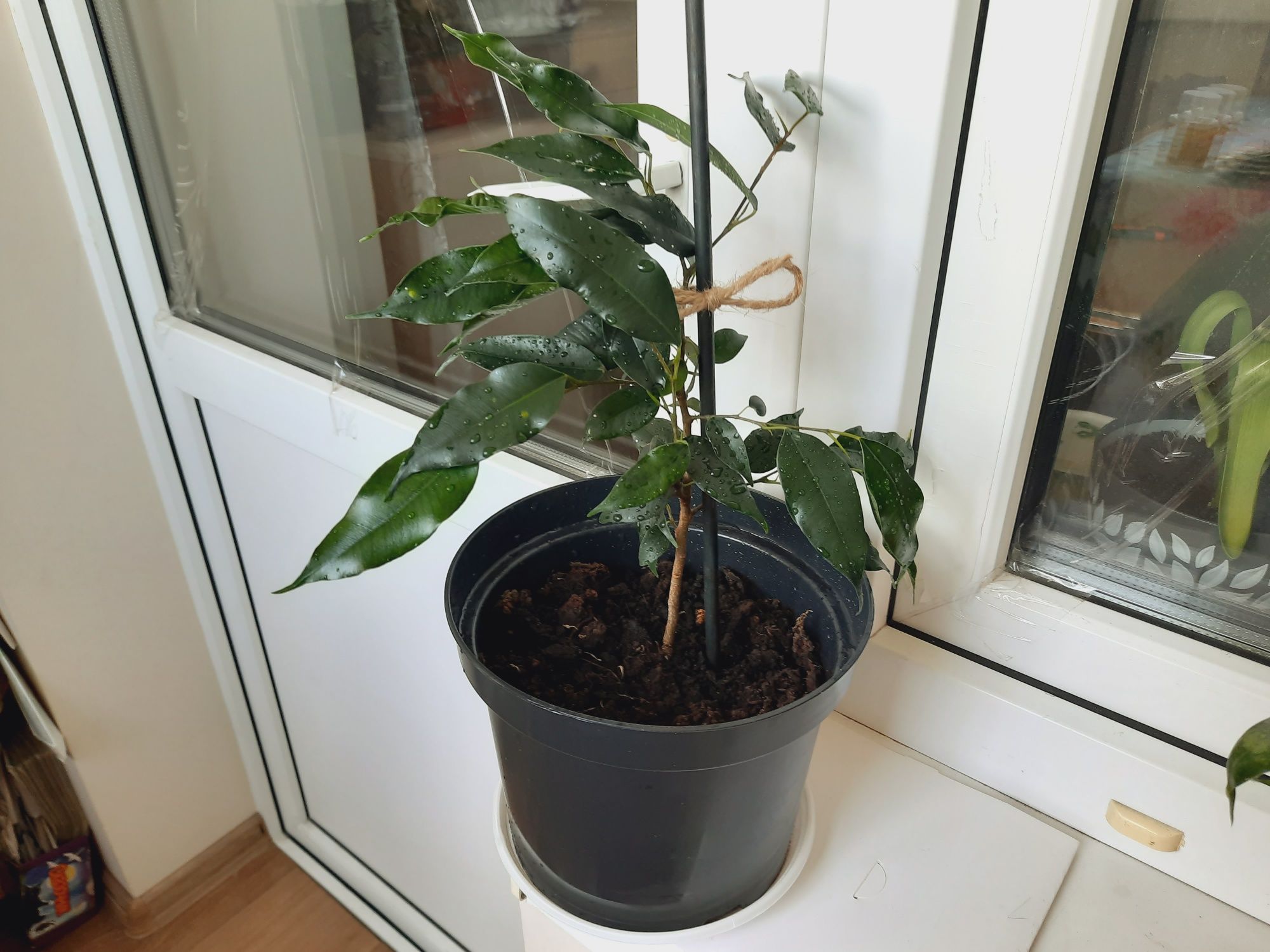 Кімнатна рослина Фікус бенджаміна Ficus benjamina популярний і стійкий