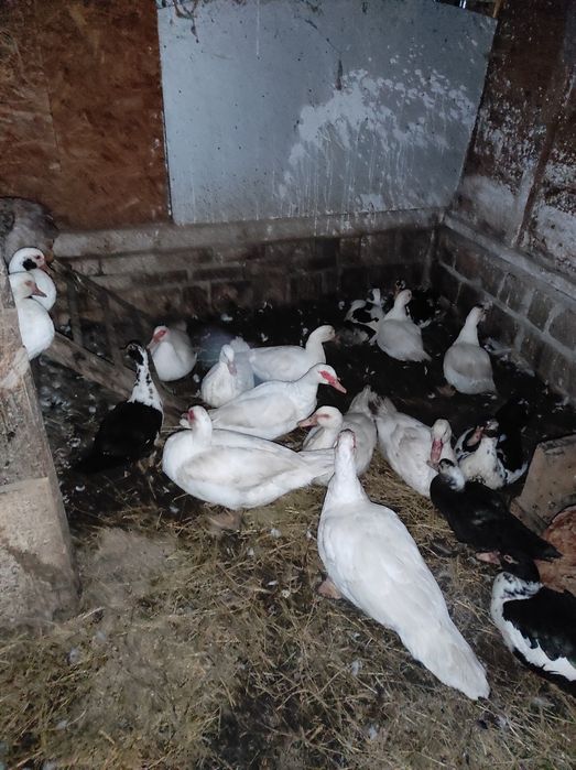 Продам уток этого года