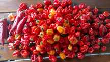 Chili Habanero świeża