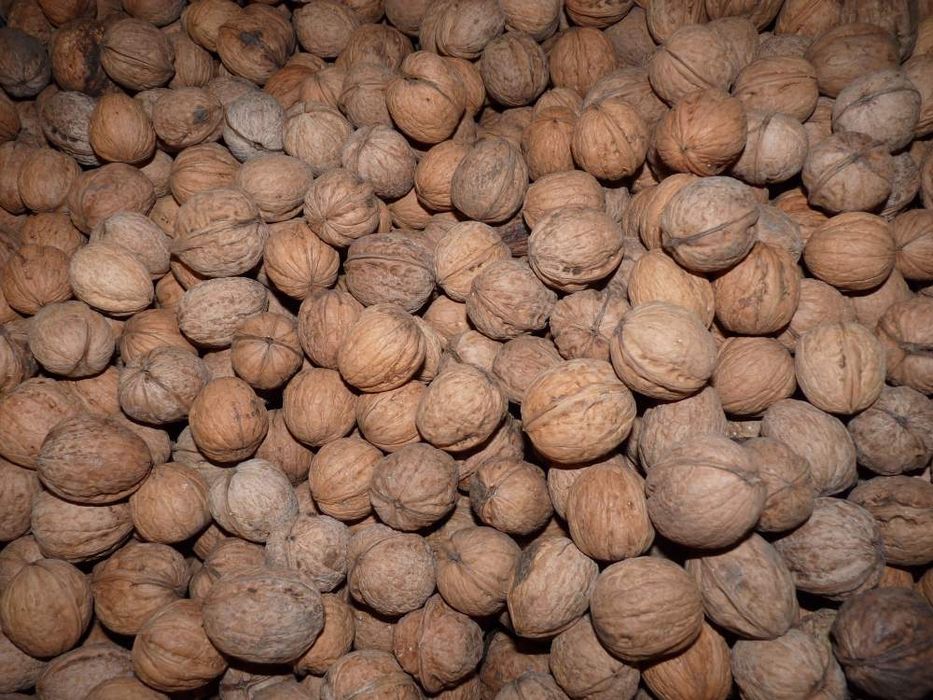 Грецький горіх 2025