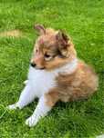 Owczarek Szetlandzki Sheltie piesek