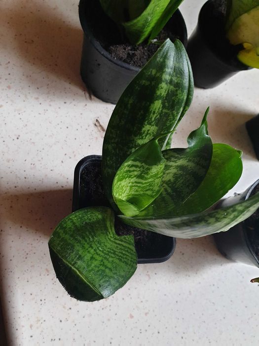 Roślina doniczkowa sansewieria niska