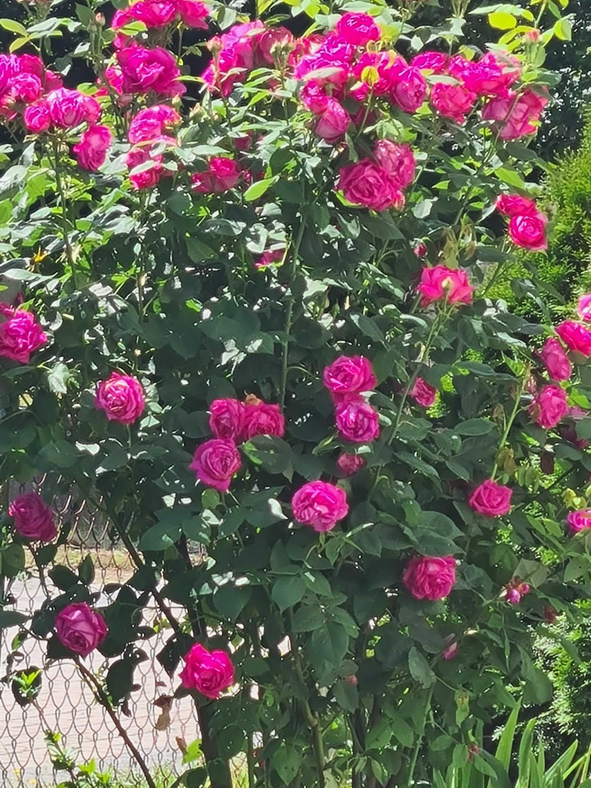 Purpurowa róża  z sadzonką z trzmieliny