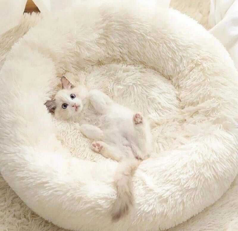 Лежанка пуф лежак хатинка для собачки котика різні кольори