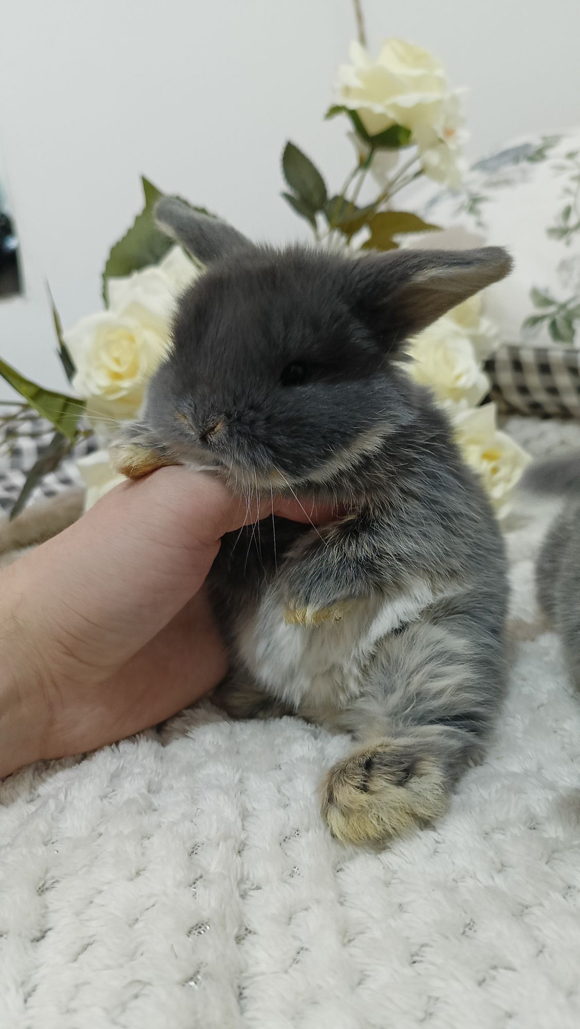 Mini lop króliki karzełek miniaturka baranek