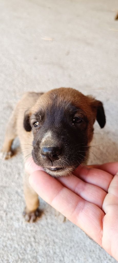 Cachorros para adoção responsável
