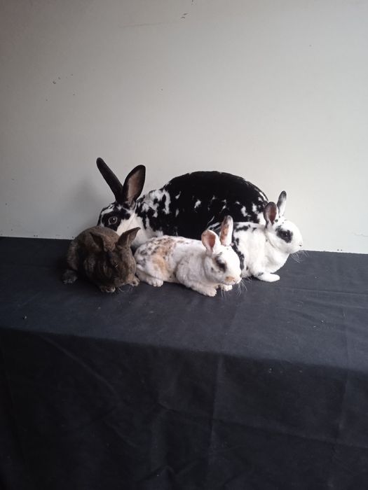 Kroli rex dalmatyński