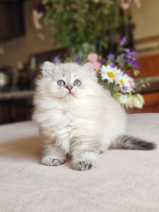 Породистый британський кот, серебристый линкс поинт