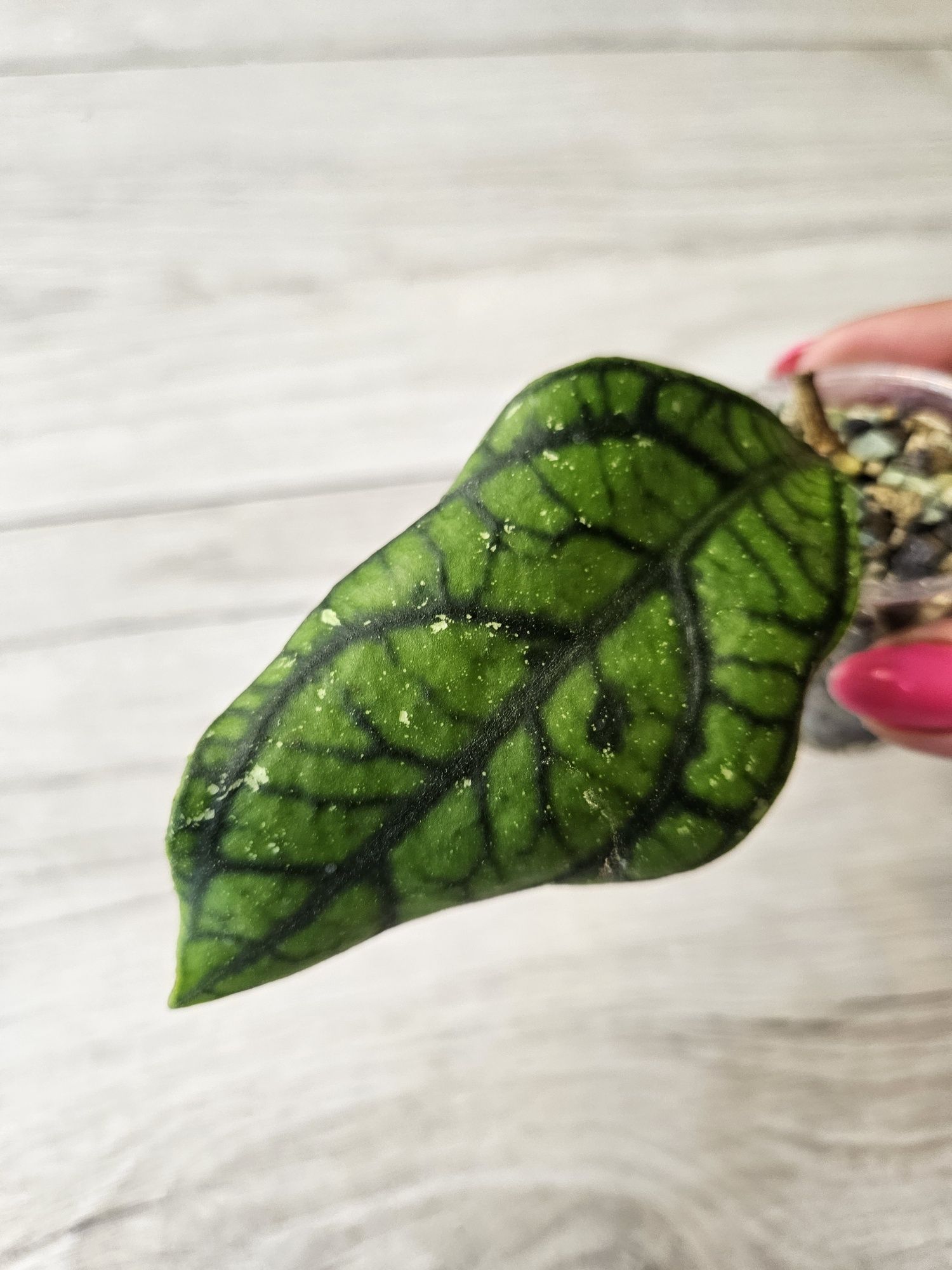 Hoya callistophylla Vena