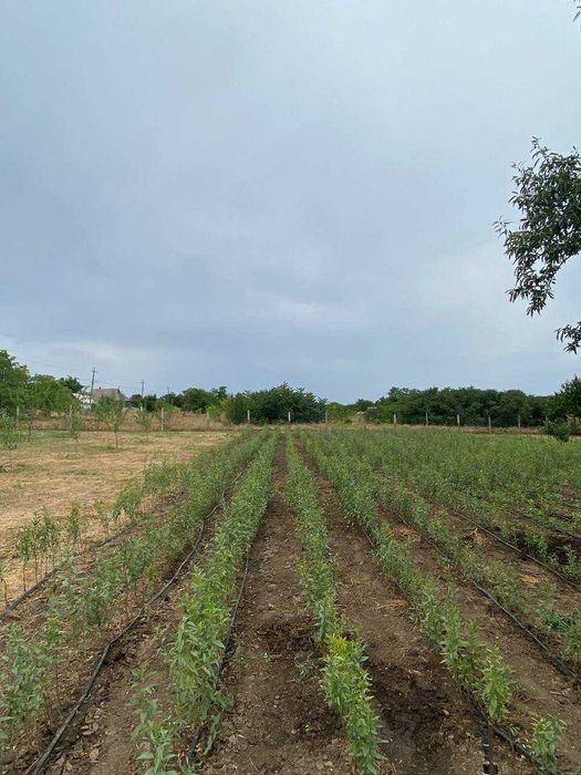 Подвой миндаля горького