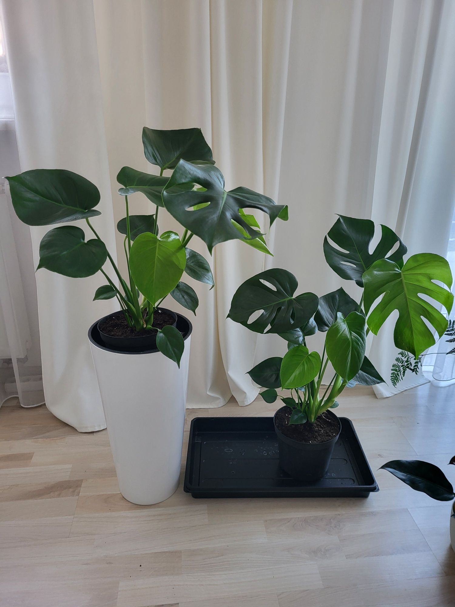 Monstera  około 80-90cm