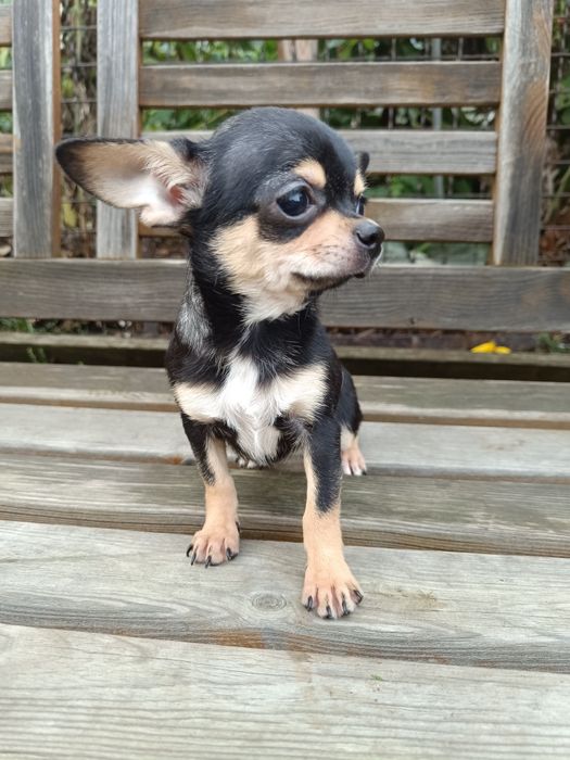 Juz do odbioru * Chihuahua suczka czarna podpalana