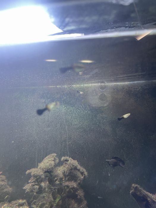 Guppy e Molly  juvenis