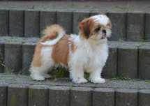 Shih-Tzu śliczna suczka z rodowodem ZKwP /FCI