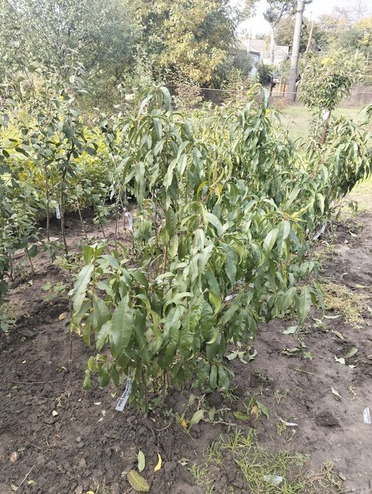 ФЕЙ-ХОА САЖЕНЦЫ продам.двух годичные.