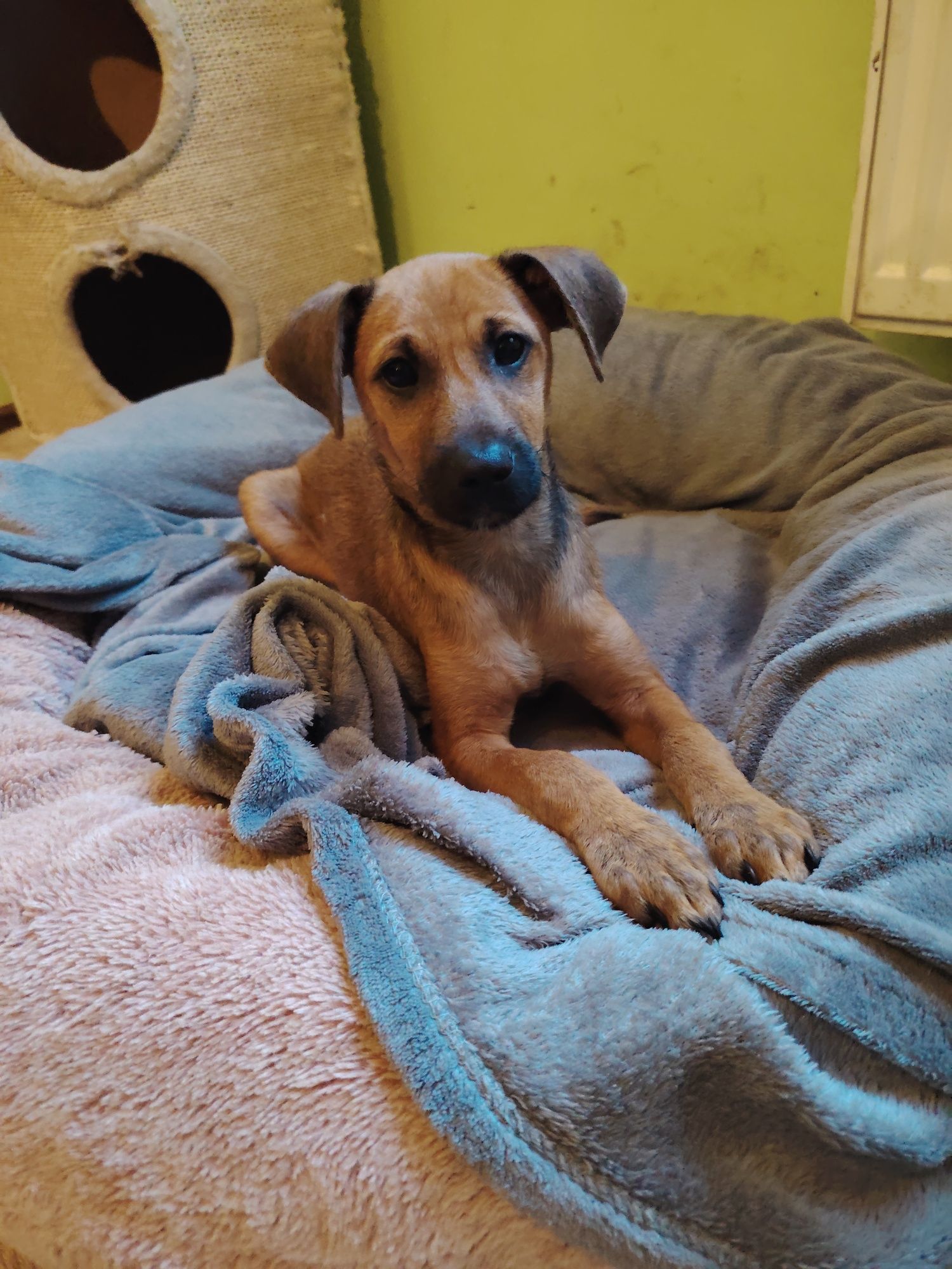 Borysek do adopcji