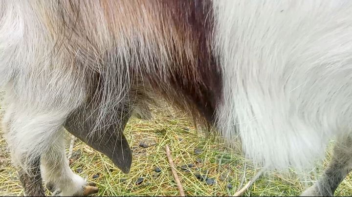 Коза, третьокотка вже покрита