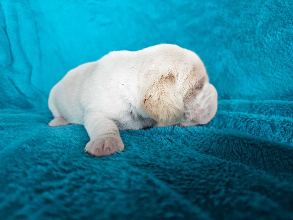 BEAGLE- bicolor , po champ. śliczne,ZKwP,mniejsze