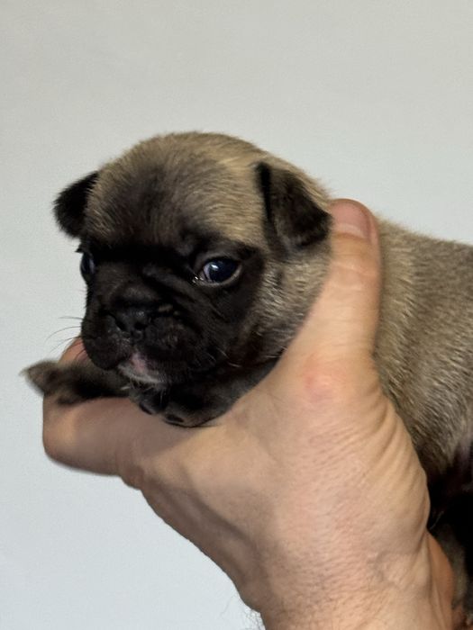 Balti - buldog francuski ZKwP