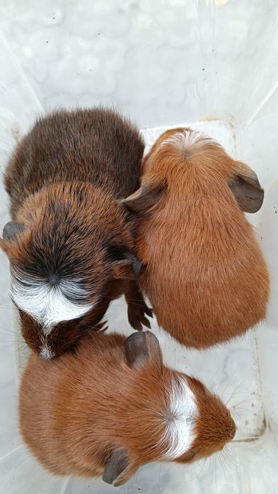 Малыши морской свинки.