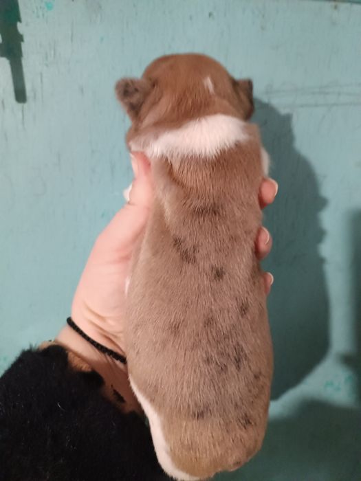 Гарнесенькі,в різноманітних кольорах, дівчатка та хлопчики Доставимо