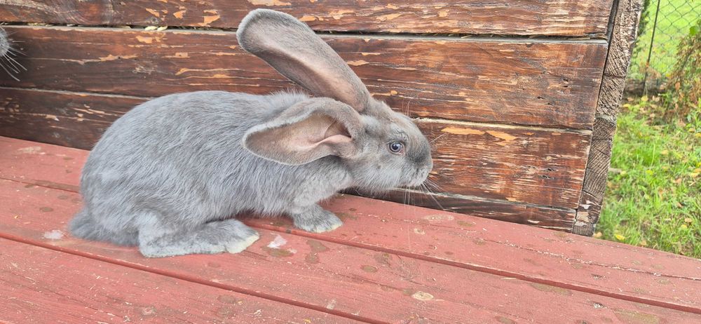 Olbrzym Belgijski niebieski