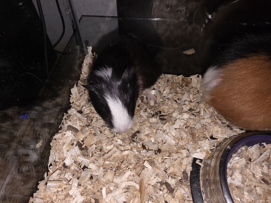 Oddam małą świnkę morską