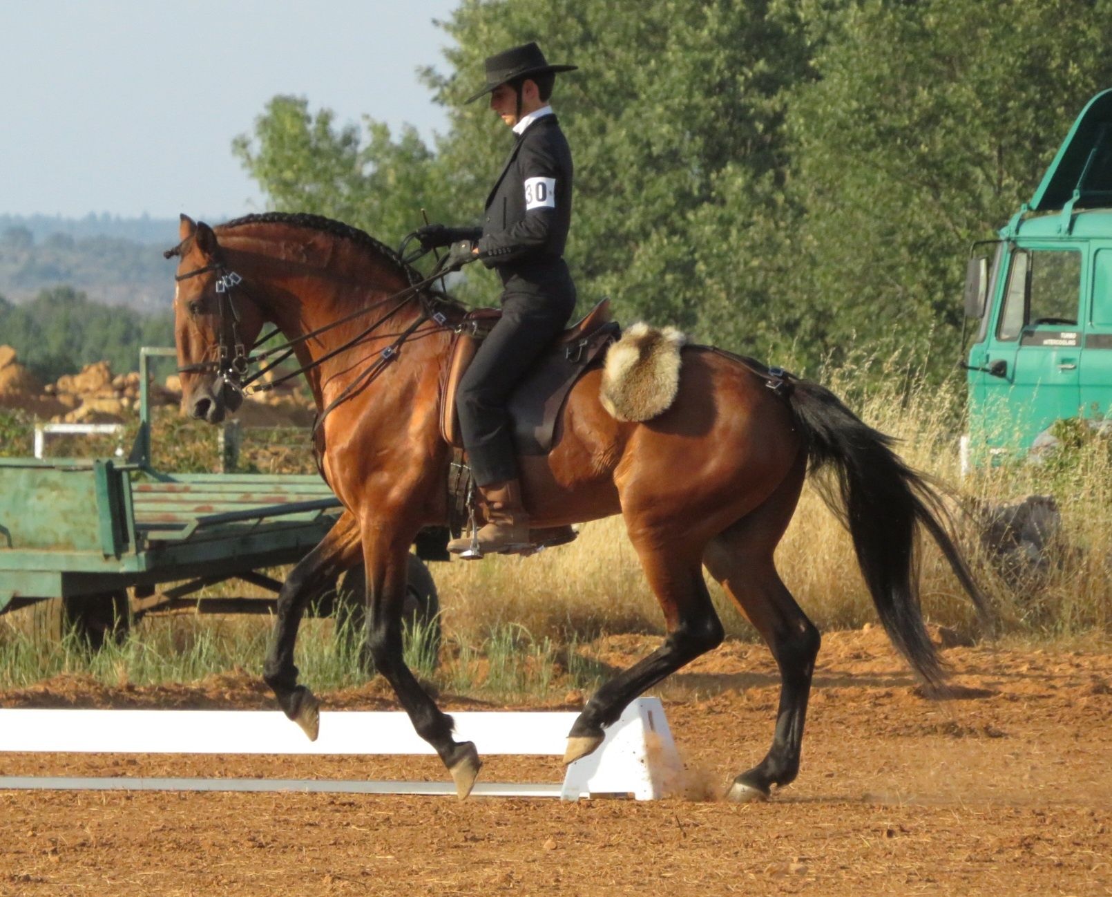 Cobrições de garanhões Lusitanos