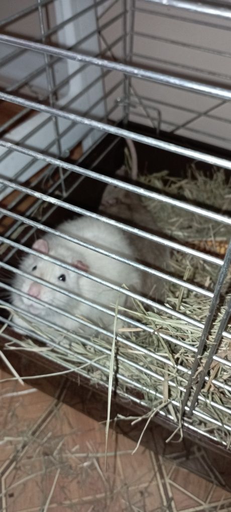 Крысы с клетками укомплектована
