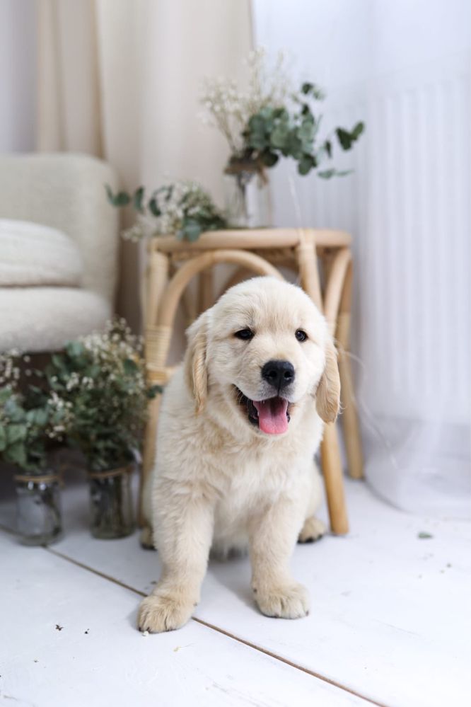 * Golden Retriever ZKwP/FCI * Już są*