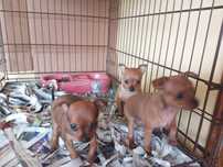 Pinscher miniatura