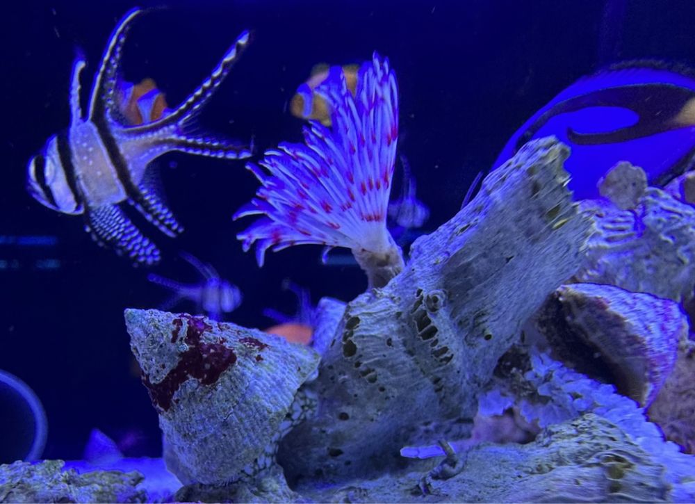 Rurówka Sabellastarte spectablis Pięknie ubarwiona ! Akwarium morskie