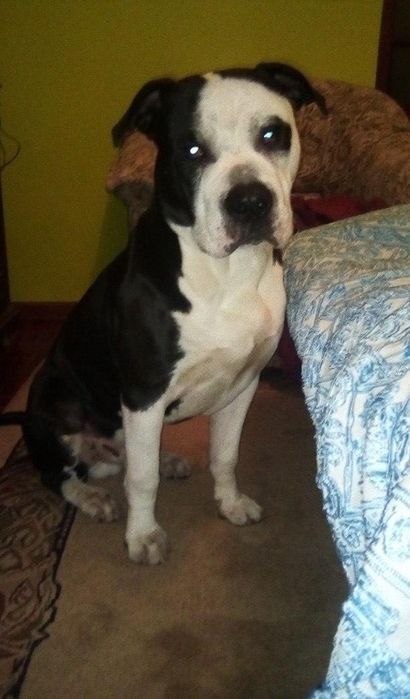 Pitbull para adoção urgente