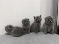 Gatinho british shorthair