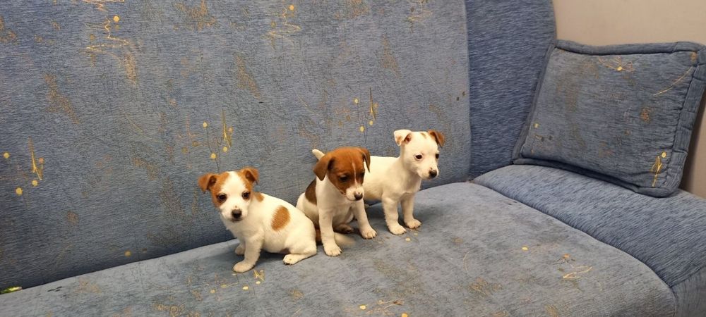 Jack Russell Terrier suczka