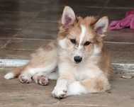 Border Collie pies, szczeniak 13 tyg, red merle
