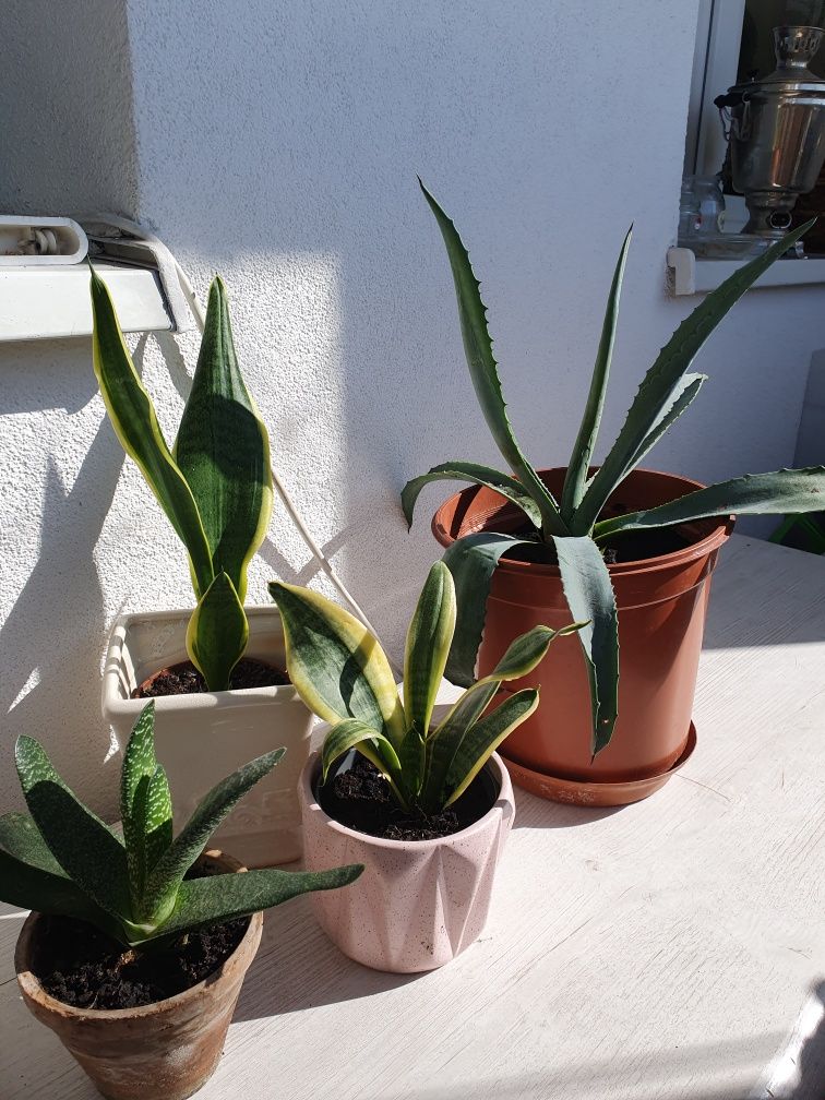 Aloes duże rośliny na balkon lub do domu zestaw