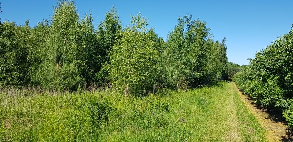 Działka budowlano-rolna i las 2,1200 ha,Trzebiesławice koło Łoniowa.