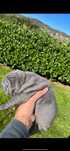 Sharpei cinza Lindo!Top
