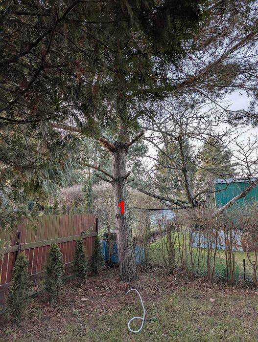 Oddam drzewa za darmo