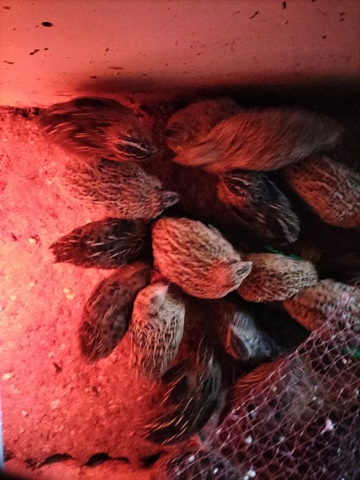 Codornizes para consumo / criação