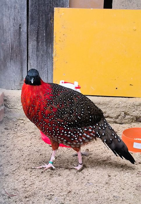 Bażanty tragopany satyry